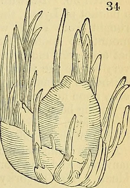 An illustration from The gardener's magazine and register of rural & domestic improvement, 1826, leaf 198