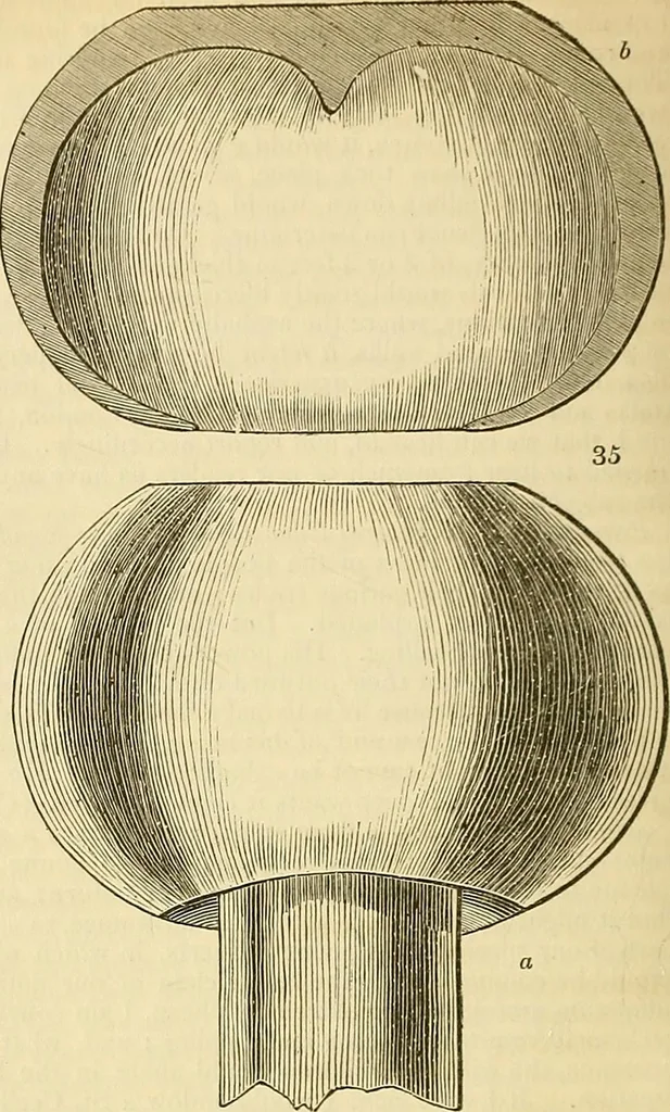 An illustration from The gardener's magazine and register of rural & domestic improvement, 1826, leaf 219