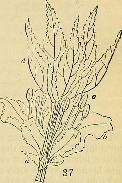 An illustration from The gardener's magazine and register of rural & domestic improvement, 1826, leaf 232