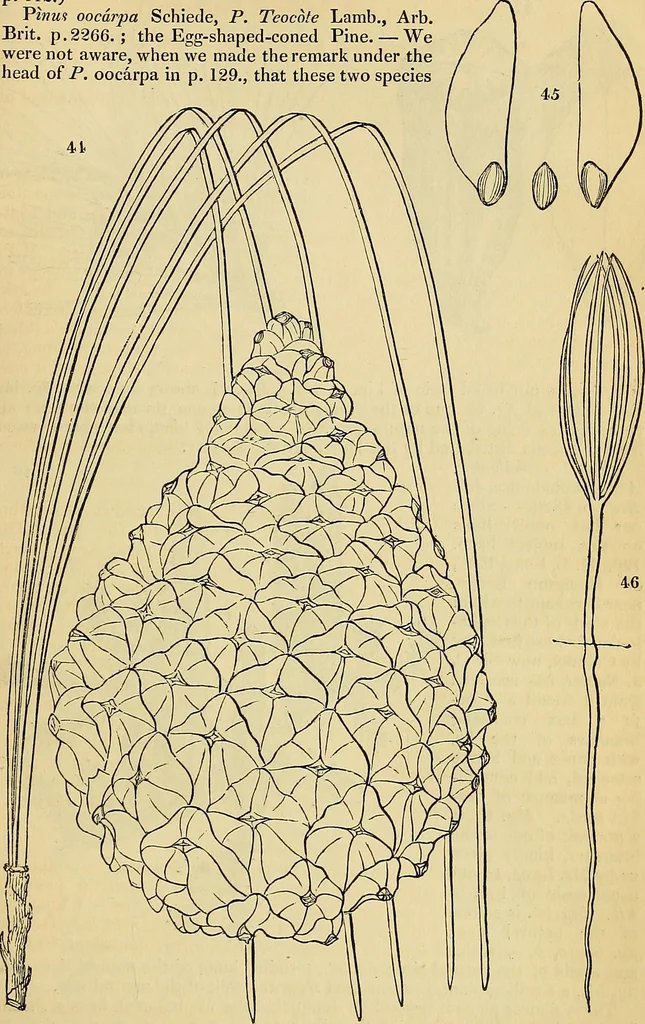 An illustration from The gardener's magazine and register of rural & domestic improvement, 1826, leaf 266