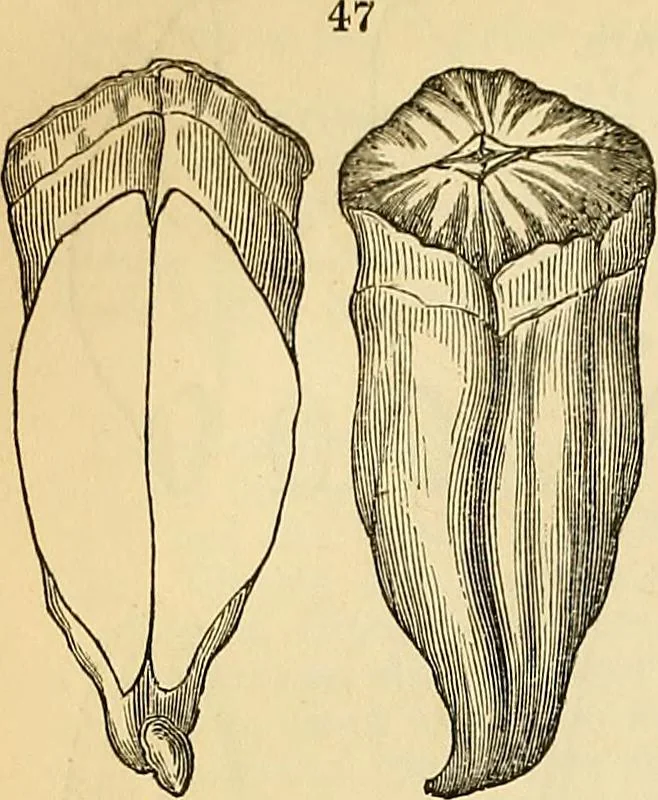 An illustration from The gardener's magazine and register of rural & domestic improvement, 1826, leaf 267