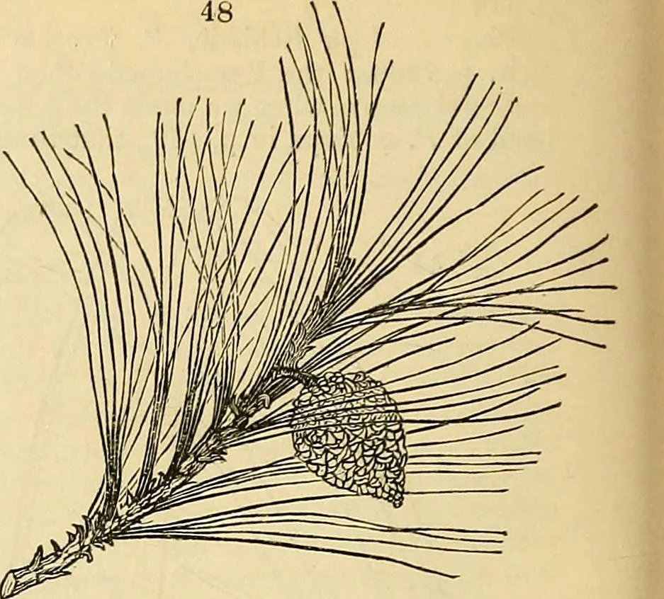An illustration from The gardener's magazine and register of rural & domestic improvement, 1826, leaf 267