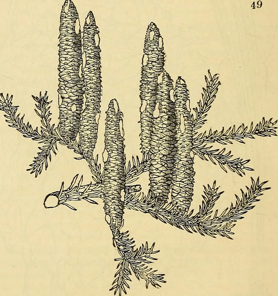 An illustration from The gardener's magazine and register of rural & domestic improvement, 1826, leaf 267