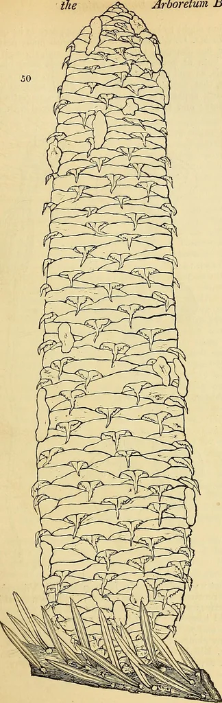 An illustration from The gardener's magazine and register of rural & domestic improvement, 1826, leaf 268