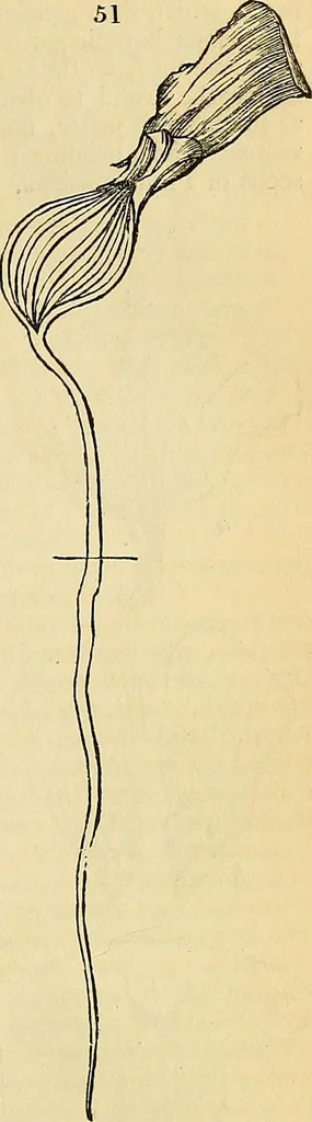 An illustration from The gardener's magazine and register of rural & domestic improvement, 1826, leaf 268