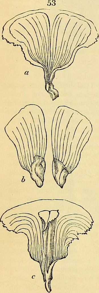 An illustration from The gardener's magazine and register of rural & domestic improvement, 1826, leaf 269