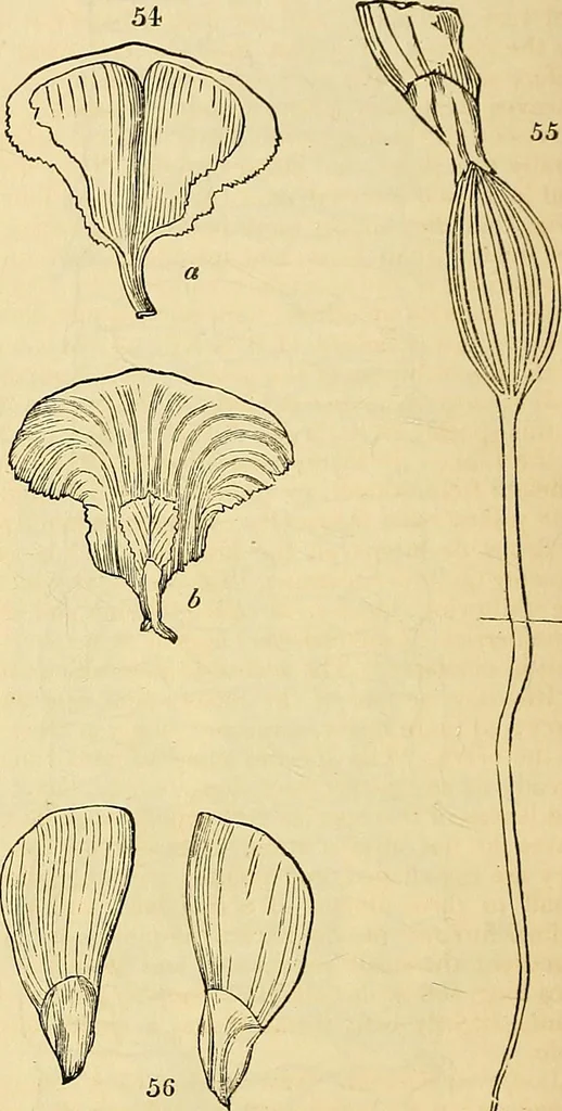 An illustration from The gardener's magazine and register of rural & domestic improvement, 1826, leaf 269