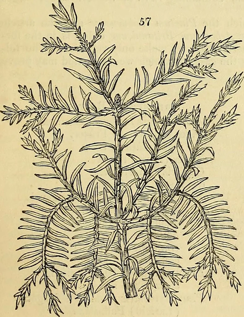An illustration from The gardener's magazine and register of rural & domestic improvement, 1826, leaf 302