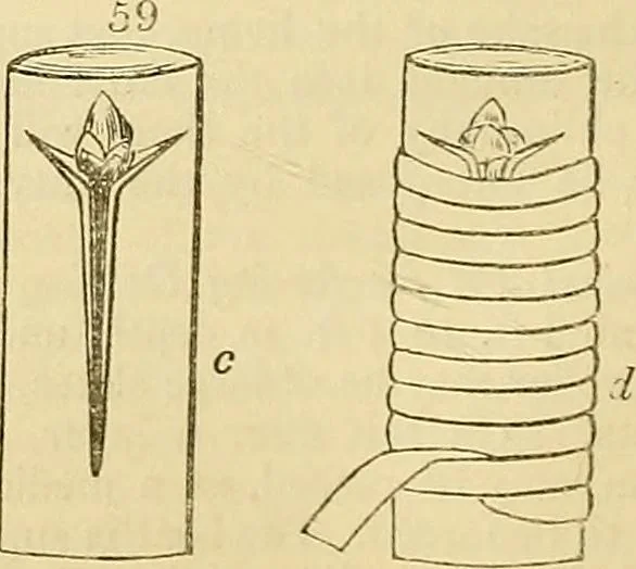 An illustration from The gardener's magazine and register of rural & domestic improvement, 1826, leaf 321