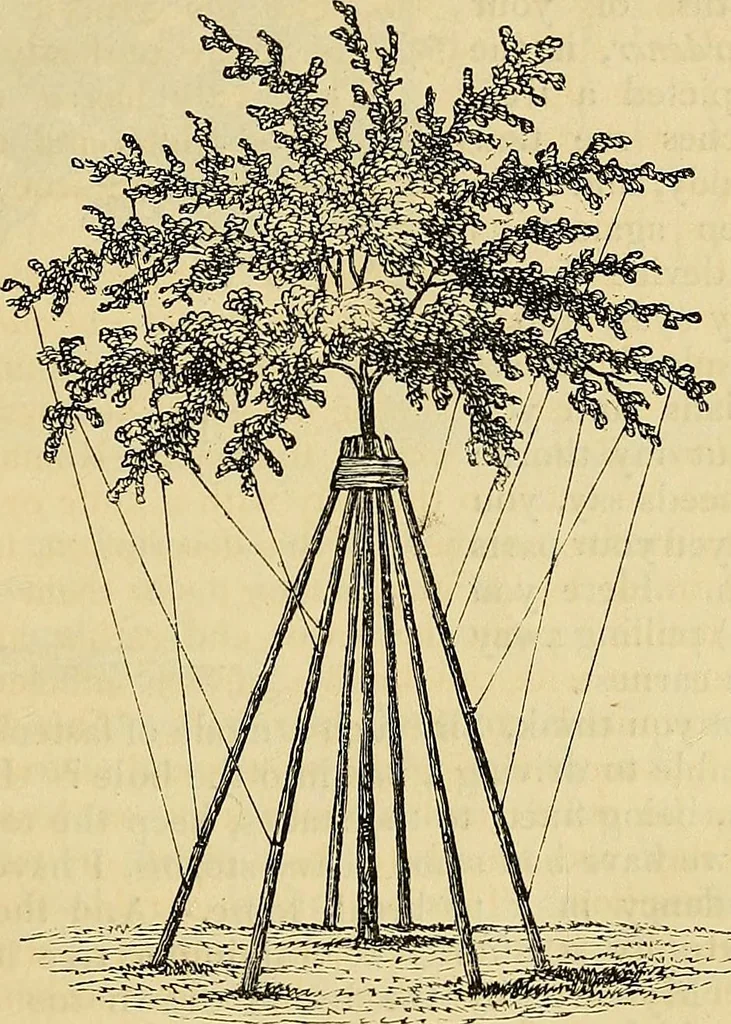 An illustration from The gardener's magazine and register of rural & domestic improvement, 1826, leaf 574