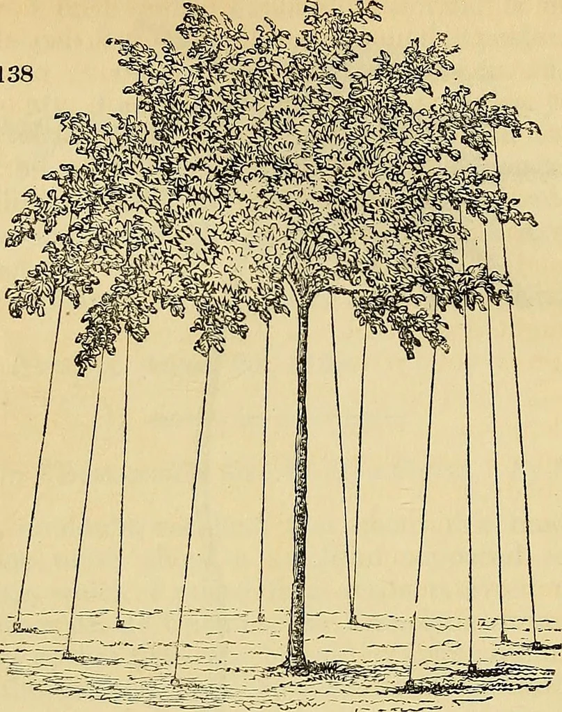 An illustration from The gardener's magazine and register of rural & domestic improvement, 1826, leaf 576