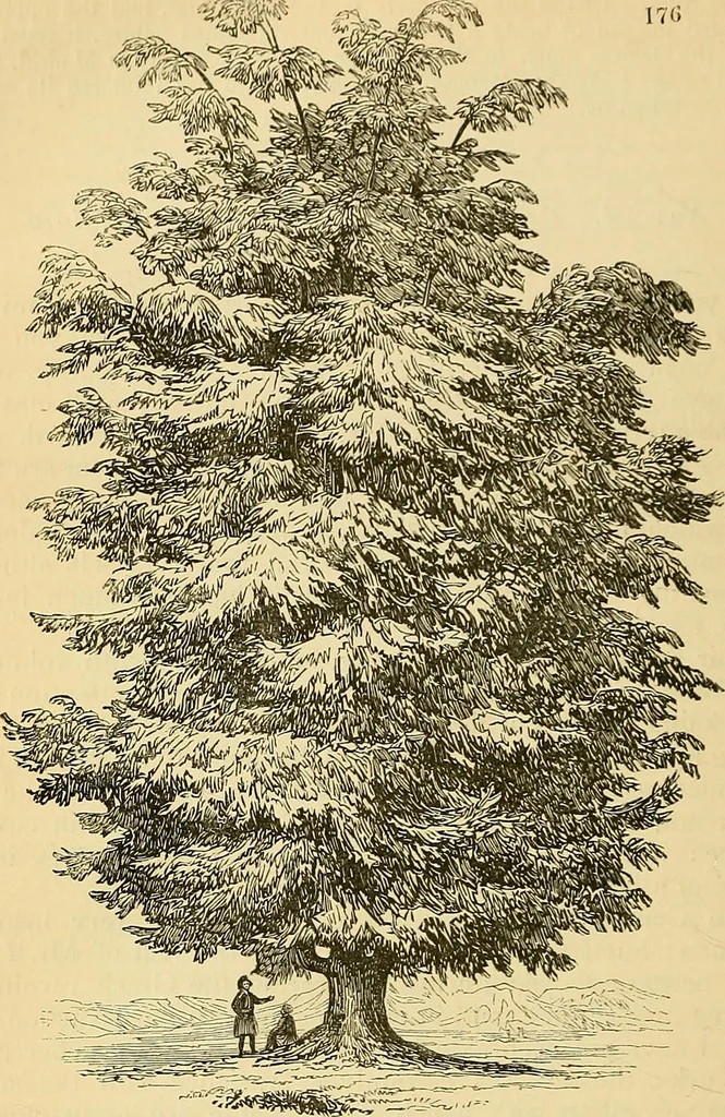 An illustration from The gardener's magazine and register of rural & domestic improvement, 1826, leaf 727