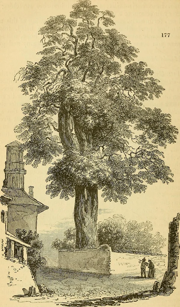 An illustration from The gardener's magazine and register of rural & domestic improvement, 1826, leaf 729