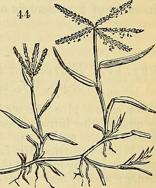 An illustration from The gardener's magazine and register of rural & domestic improvement, 1826, leaf 376