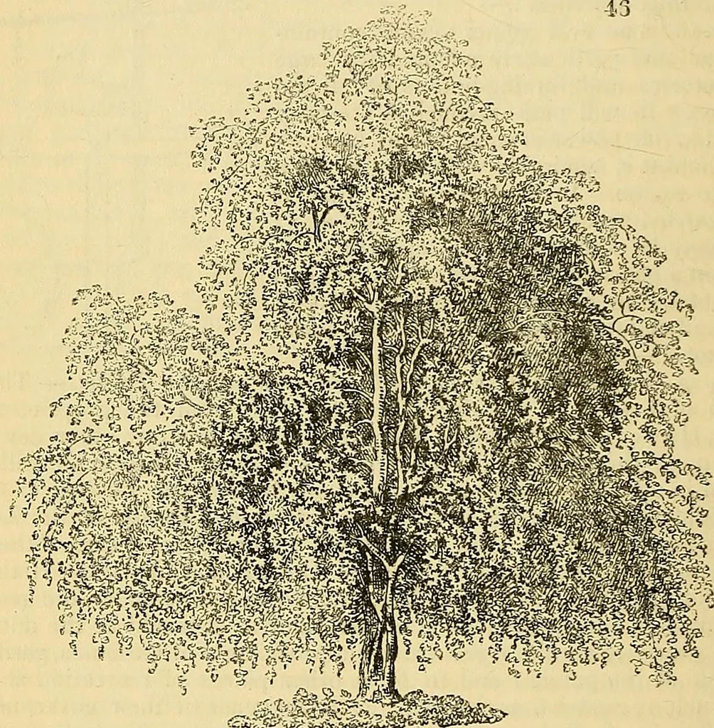 An illustration from The gardener's magazine and register of rural & domestic improvement, 1826, leaf 389