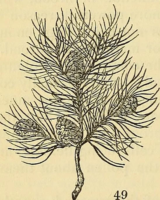 An illustration from The gardener's magazine and register of rural & domestic improvement, 1826, leaf 421