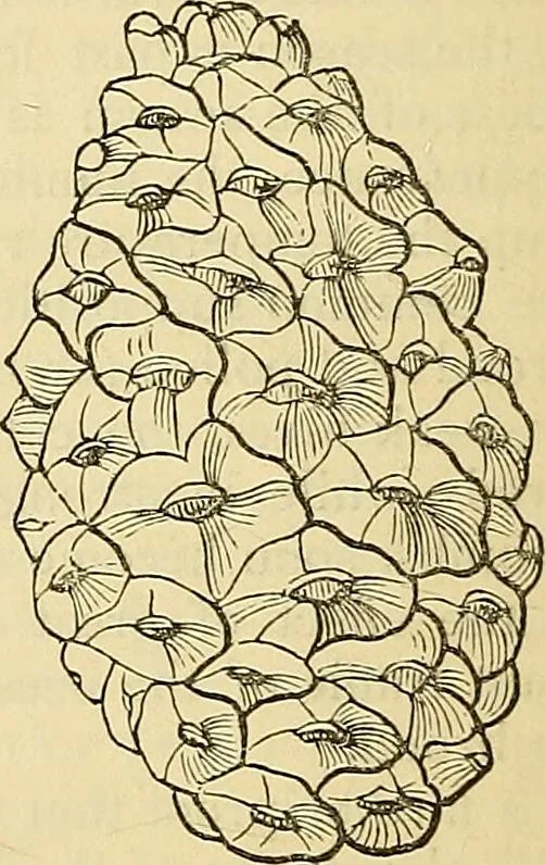 An illustration from The gardener's magazine and register of rural & domestic improvement, 1826, leaf 421
