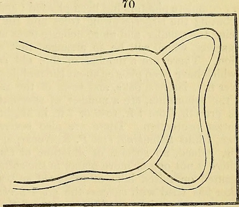 An illustration from The gardener's magazine and register of rural & domestic improvement, 1826, leaf 614