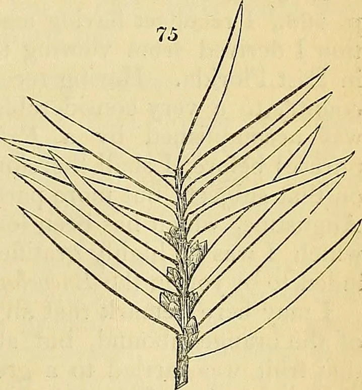 An illustration from The gardener's magazine and register of rural & domestic improvement, 1826, leaf 686