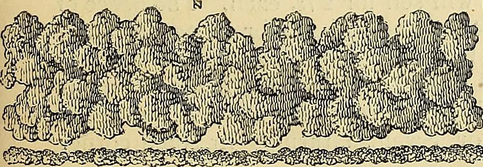 An illustration from The gardener's magazine and register of rural & domestic improvement, 1826, leaf 82