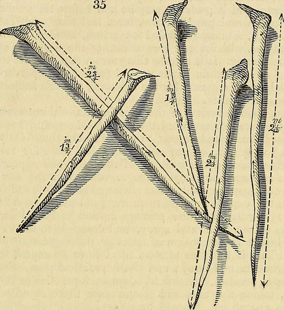 An illustration from The gardener's magazine and register of rural & domestic improvement, 1826, leaf 247