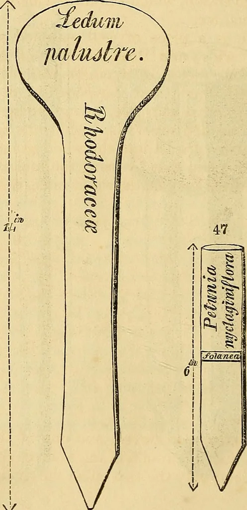 An illustration from The gardener's magazine and register of rural & domestic improvement, 1826, leaf 294