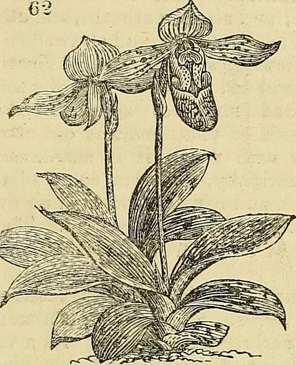 An illustration from The gardener's magazine and register of rural & domestic improvement, 1826, leaf 365