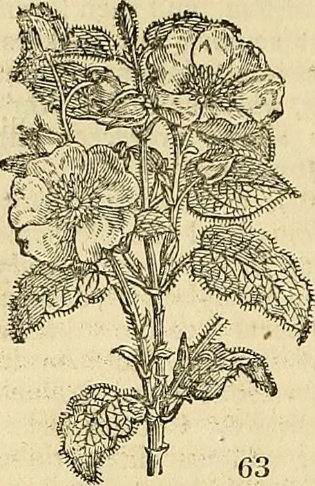 An illustration from The gardener's magazine and register of rural & domestic improvement, 1826, leaf 366
