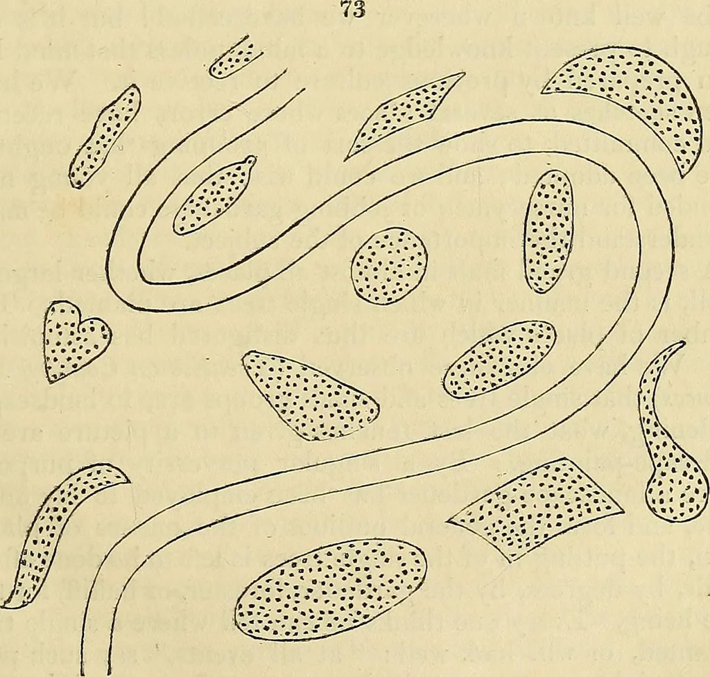 An illustration from The gardener's magazine and register of rural & domestic improvement, 1826, leaf 413