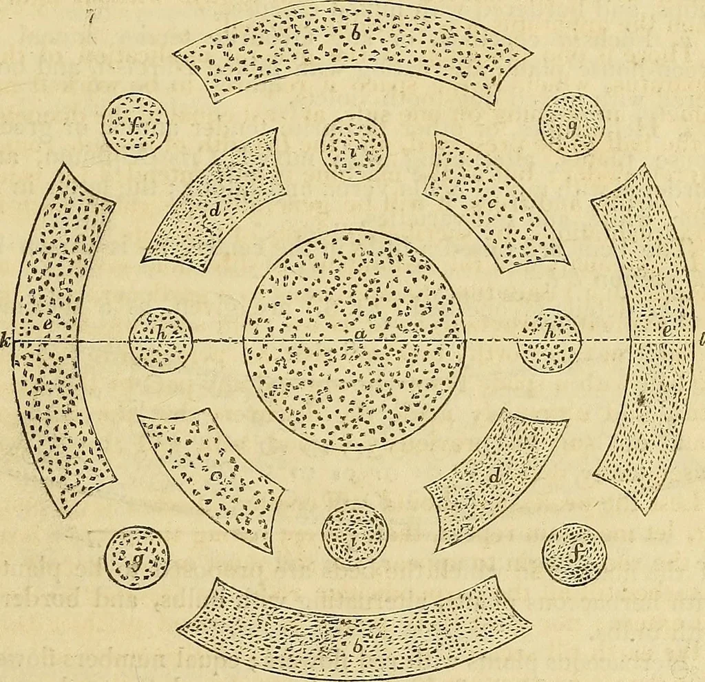 An illustration from The gardener's magazine and register of rural & domestic improvement, 1826, leaf 45