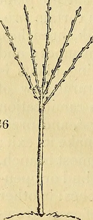 An illustration from The gardener's magazine and register of rural & domestic improvement, 1826, leaf 452