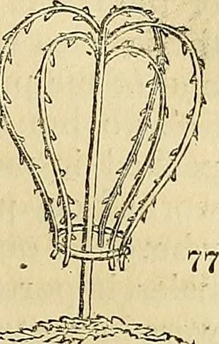 An illustration from The gardener's magazine and register of rural & domestic improvement, 1826, leaf 453