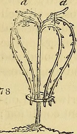 An illustration from The gardener's magazine and register of rural & domestic improvement, 1826, leaf 453
