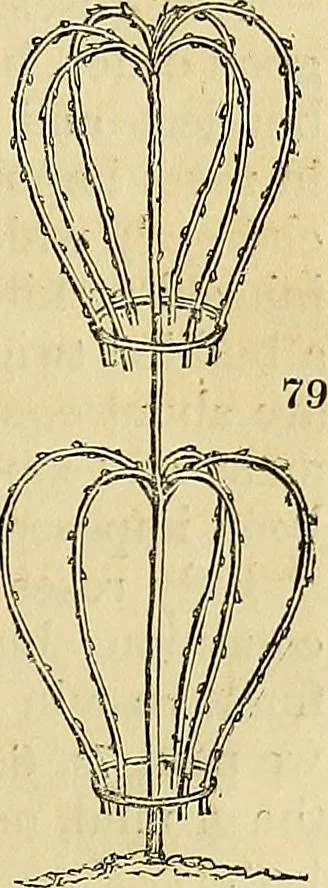 An illustration from The gardener's magazine and register of rural & domestic improvement, 1826, leaf 453