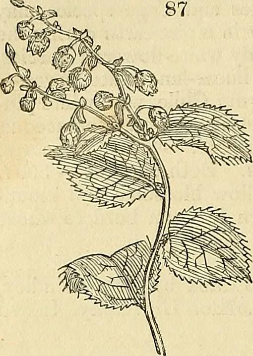 An illustration from The gardener's magazine and register of rural & domestic improvement, 1826, leaf 484