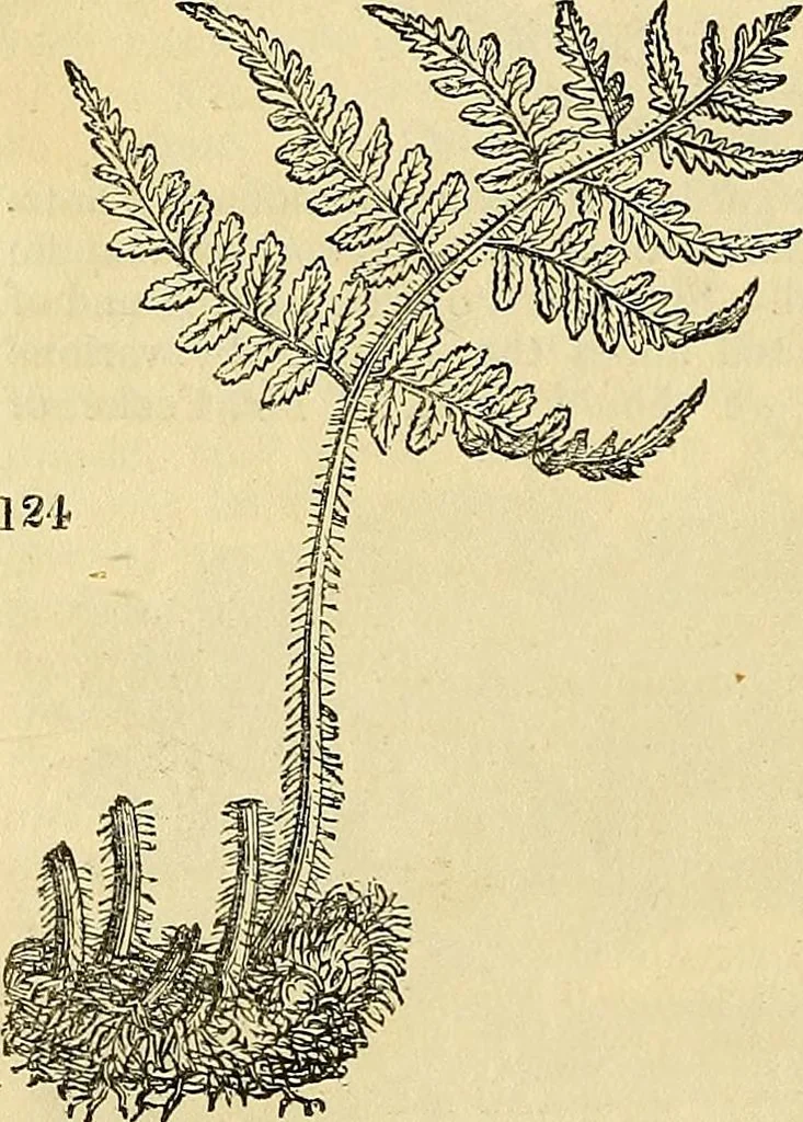 An illustration from The gardener's magazine and register of rural & domestic improvement, 1826, leaf 706