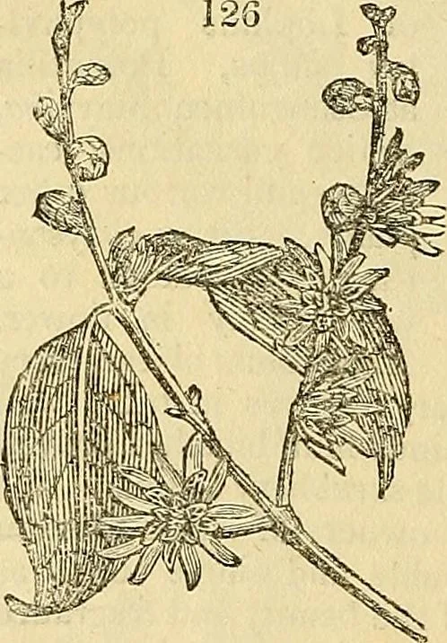 An illustration from The gardener's magazine and register of rural & domestic improvement, 1826, leaf 708
