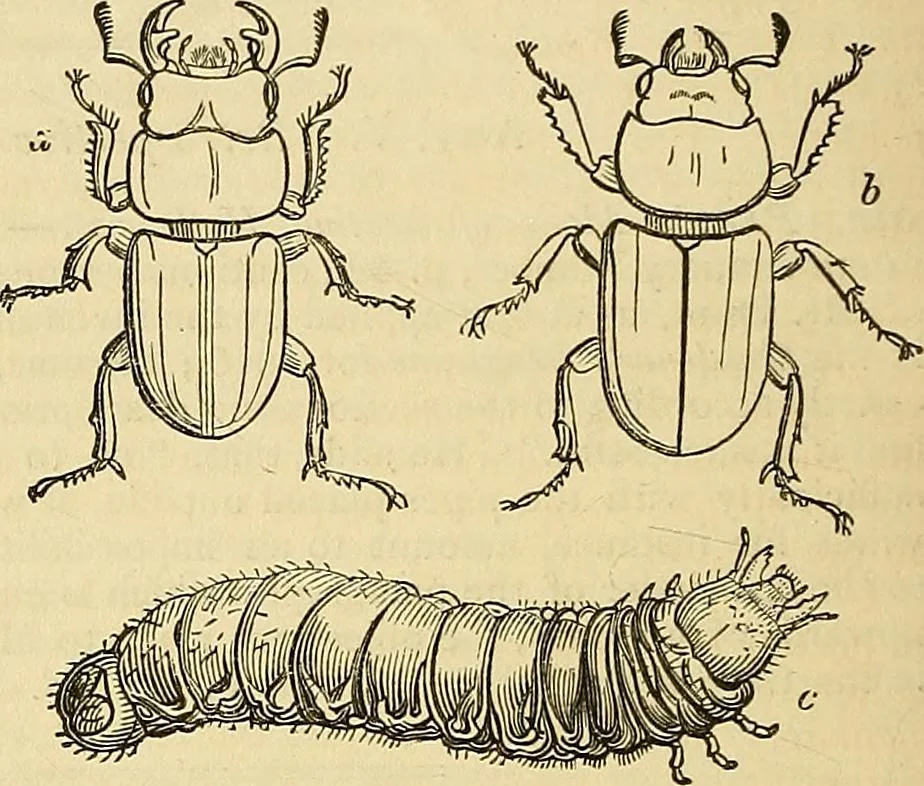 An illustration from The gardener's magazine and register of rural & domestic improvement, 1826, leaf 209