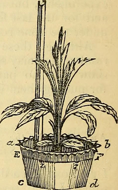 An illustration from The gardener's magazine and register of rural & domestic improvement, 1826, leaf 247