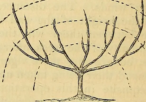 An illustration from The gardener's magazine and register of rural & domestic improvement, 1826, leaf 91