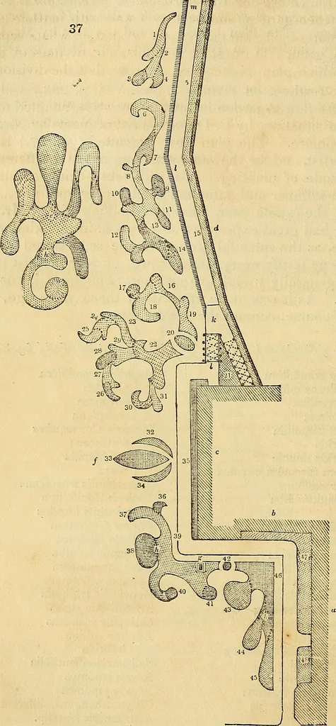 An illustration from The gardener's magazine and register of rural & domestic improvement, 1826, leaf 169