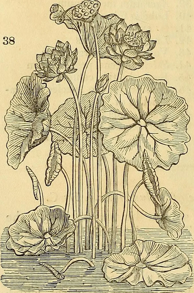 An illustration from The gardener's magazine and register of rural & domestic improvement, 1826, leaf 171