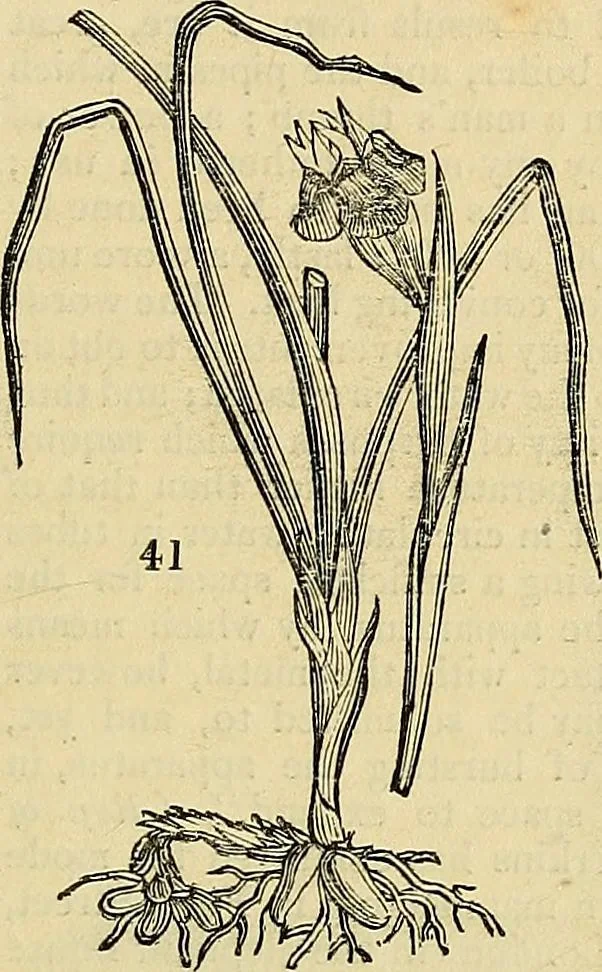 An illustration from The gardener's magazine and register of rural & domestic improvement, 1826, leaf 248