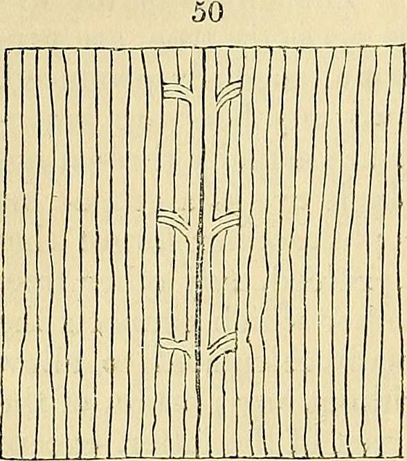 An illustration from The gardener's magazine and register of rural & domestic improvement, 1826, leaf 323