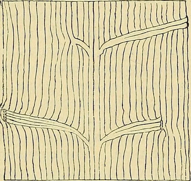 An illustration from The gardener's magazine and register of rural & domestic improvement, 1826, leaf 323