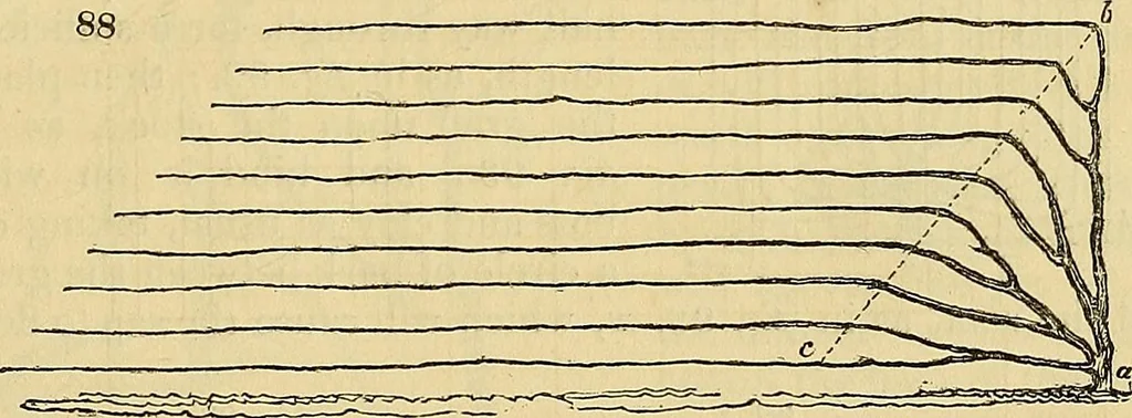 An illustration from The gardener's magazine and register of rural & domestic improvement, 1826, leaf 552