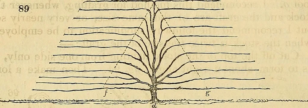 An illustration from The gardener's magazine and register of rural & domestic improvement, 1826, leaf 553