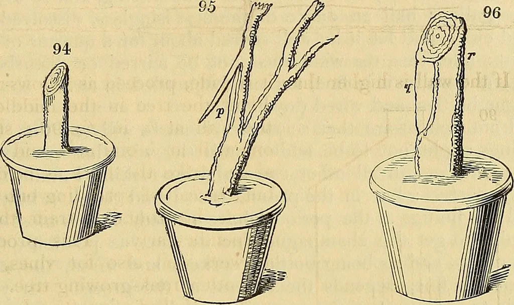 An illustration from The gardener's magazine and register of rural & domestic improvement, 1826, leaf 554