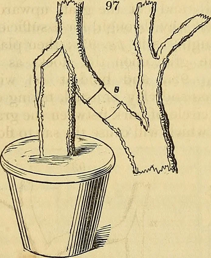 An illustration from The gardener's magazine and register of rural & domestic improvement, 1826, leaf 554
