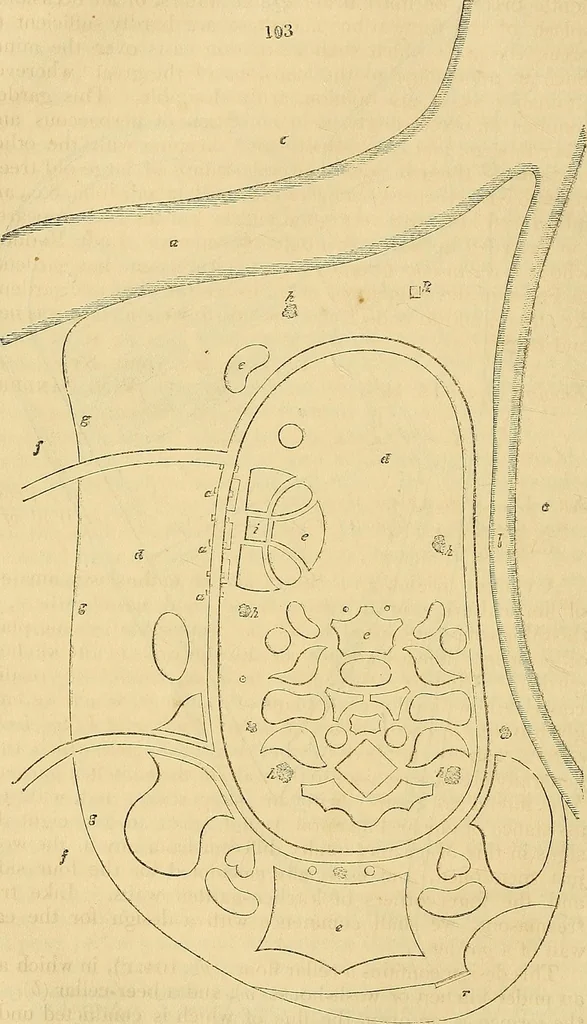 An illustration from The gardener's magazine and register of rural & domestic improvement, 1826, leaf 563